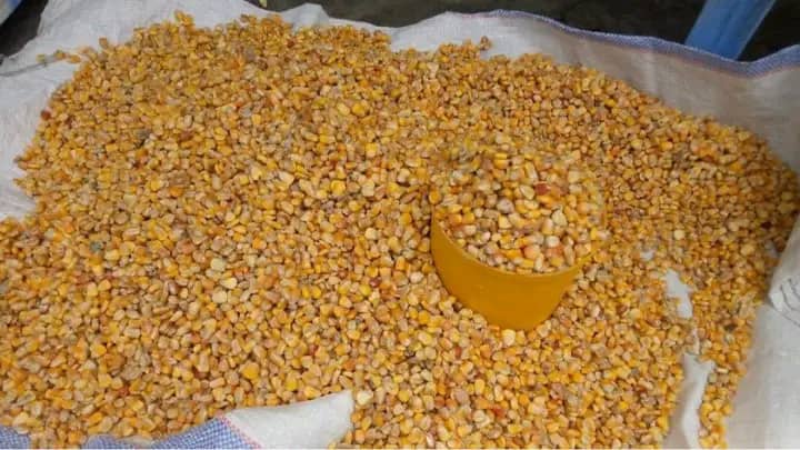 Mbujimayi: Le service national stabilise le prix du maïs en pleine période de Kasuabanga